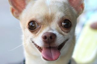 Česko jako psí záchod: Zaveďme poplatek 15 tisíc a DNA testy exkrementů! - Médium.cz